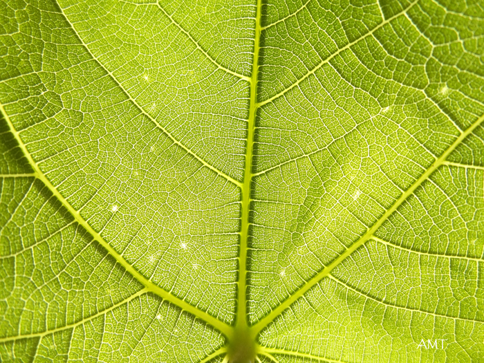 Nervios con formas fractales de una hoja de higuera a contraluz