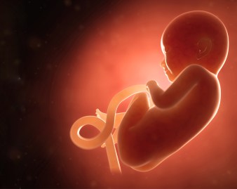 crecimiento-del-feto